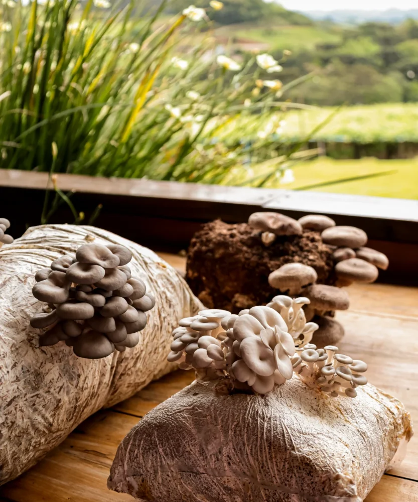 Flores da Cunha: Entre Vinhos e Cogumelos